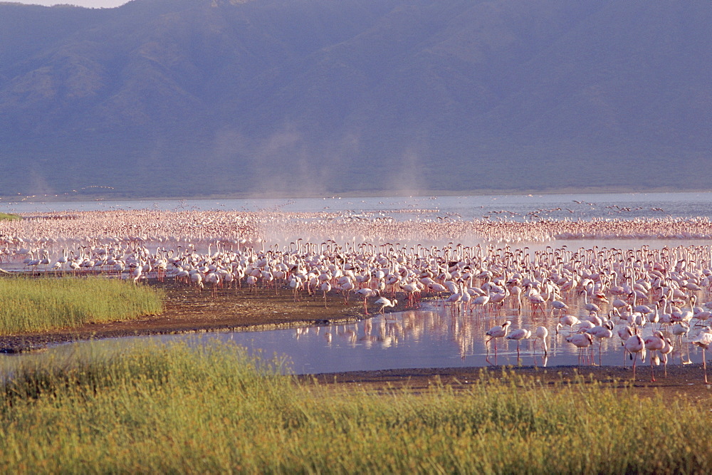 Flamingos, Lake Bogoria, Kenya, Africa