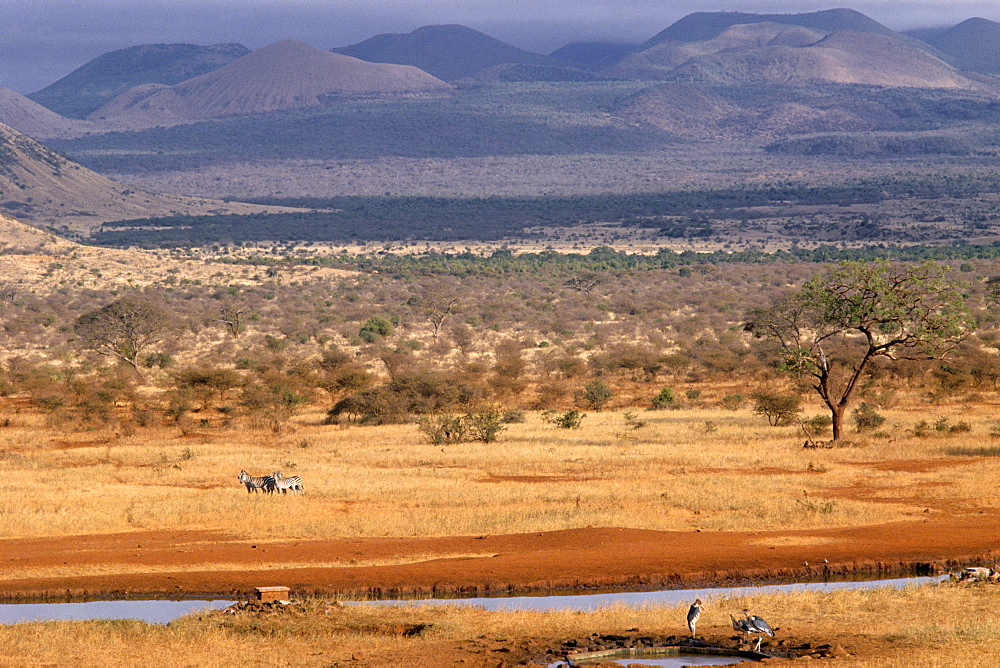 Tsavo National Park, Kenya, East Africa, Africa