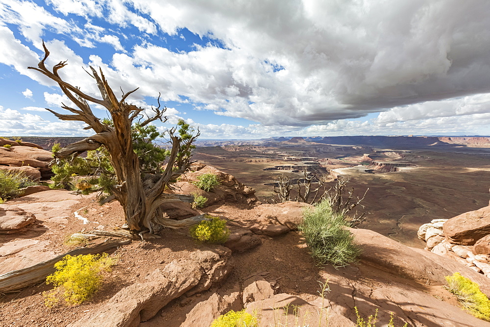 Desert landscape, Canyonlands National Park, Moab, Utah, United States of America, North America