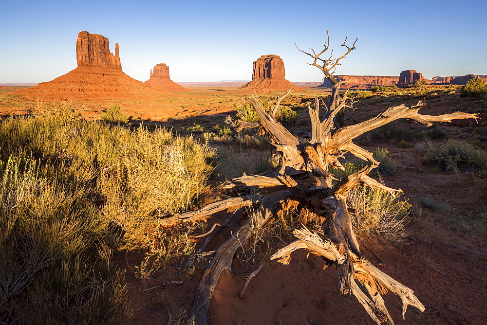 Dry tree and Monument Valley in the background, Navajo Tribal Park, Arizona, United States of America, North America