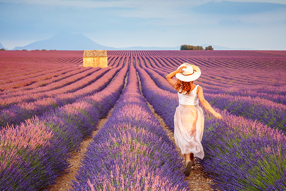 Woman with hat running in lavender fields, Plateau de Valensole, Alpes-de-Haute-Provence, Provence-Alpes-Cote d'Azur, France, Europe