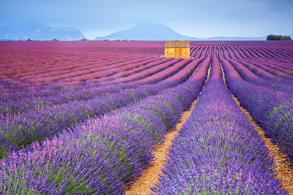 House in a lavender field at sunset, Plateau de Valensole, Alpes-de-Haute-Provence, Provence-Alpes-Cote d'Azur, France, Europe