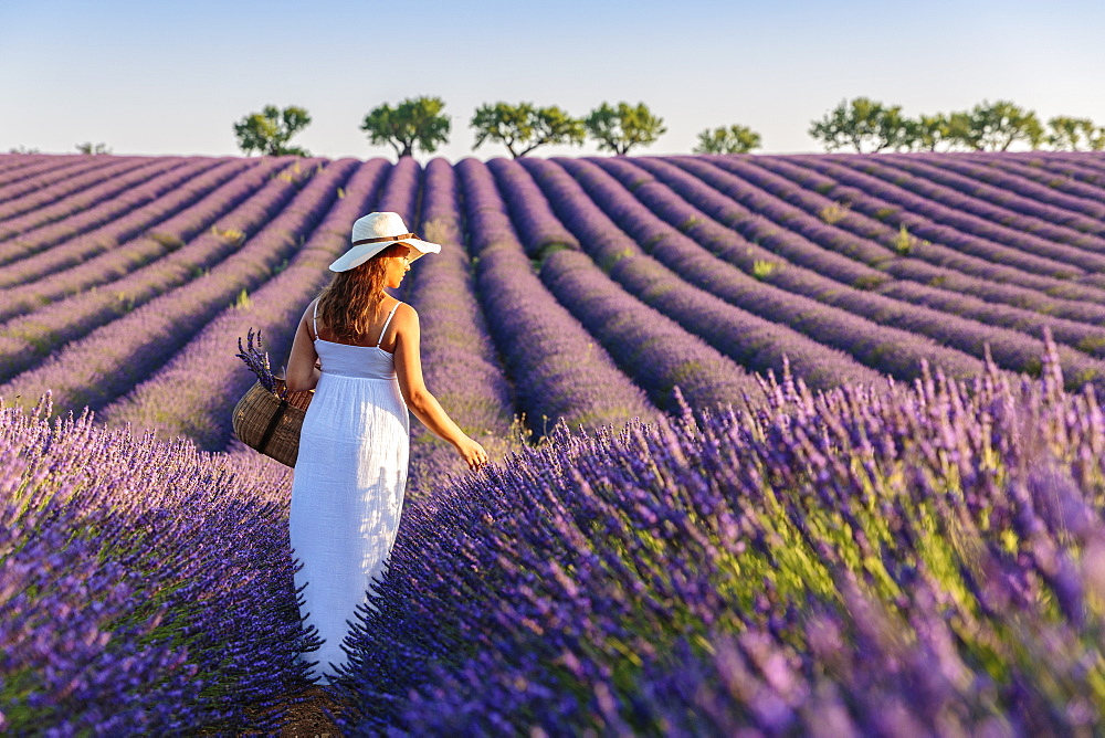 Woman with hat in lavender fields, Plateau de Valensole, Alpes-de-Haute-Provence, Provence-Alpes-Cote d'Azur, France, Europe