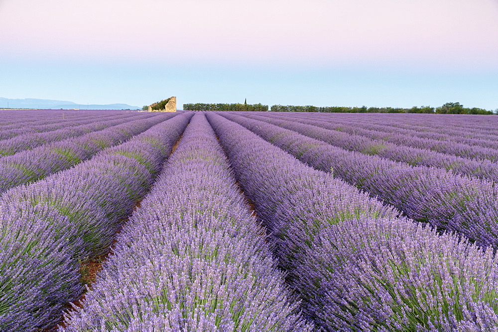 Ruins in a lavender field at dawn, Plateau de Valensole, Alpes-de-Haute-Provence, Provence-Alpes-Cote d'Azur, France, Europe