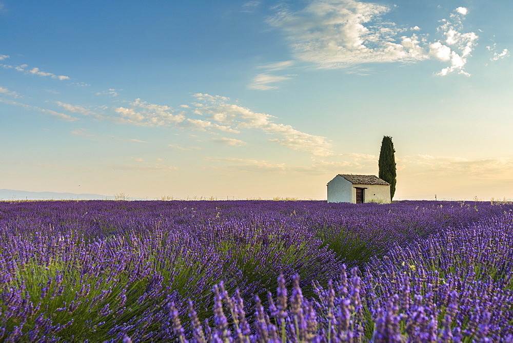 Rural house with tree in a lavender crop, Plateau de Valensole, Alpes-de-Haute-Provence, Provence-Alpes-Cote d'Azur, France, Europe