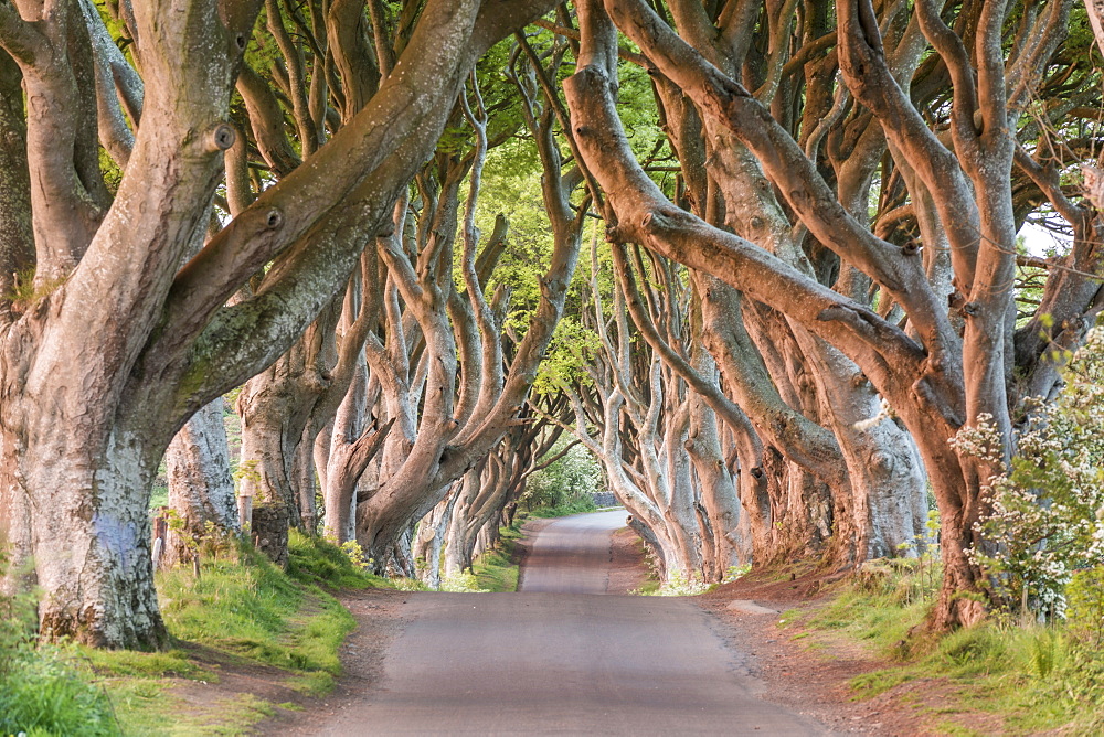 Dark Hedges near Stanocum, County Antrim, Ulster, Northern Ireland, United Kingdom, Europe