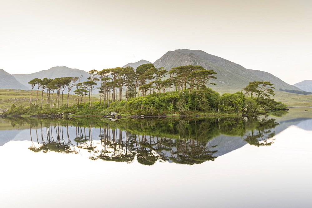 Pine Island on Derryclare Lake, Connemara, County Galway, Connacht province, Republic of Ireland, Europe