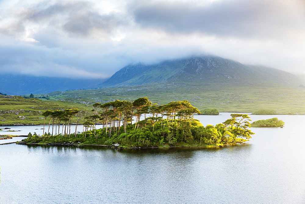 Pine Island on Derryclare Lake, Connemara, County Galway, Connacht province, Republic of Ireland, Europe