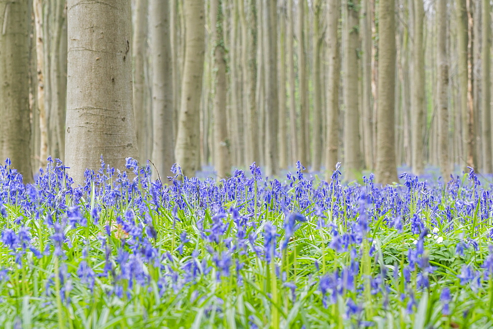 Beechwood with bluebell flowers on the ground, Halle, Flemish Brabant province, Flemish region, Belgium, Europe