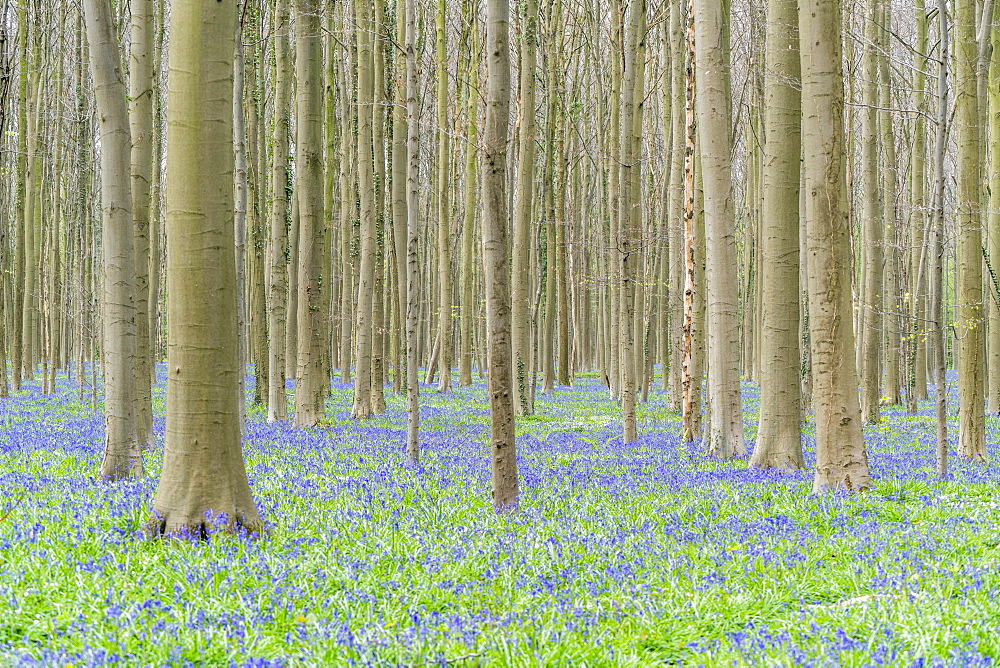 Beechwood with bluebell flowers on the ground, Halle, Flemish Brabant province, Flemish region, Belgium, Europe