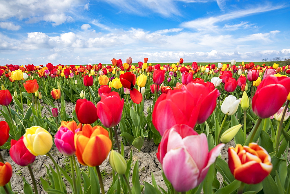 Multicoloured tulip field, Yersekendam, Zeeland province, Netherlands, Europe