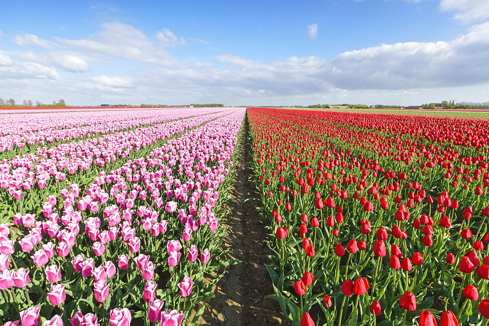 Pink and red tulips in vast field, Yersekendam, Zeeland province, Netherlands, Europe