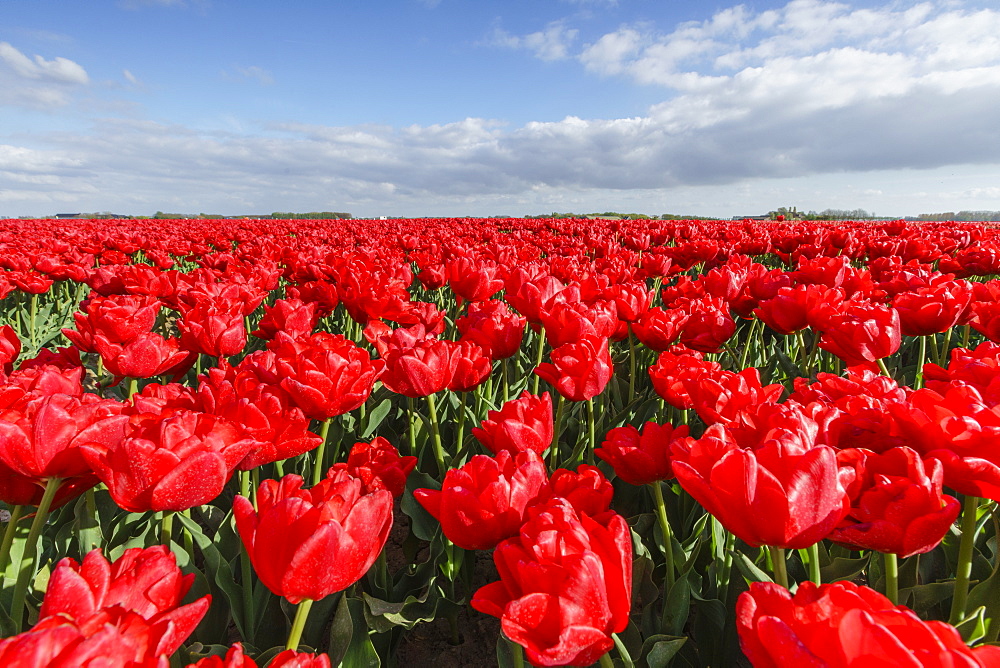 Red tulips and clouds in the sky, Yersekendam, Zeeland province, Netherlands, Europe