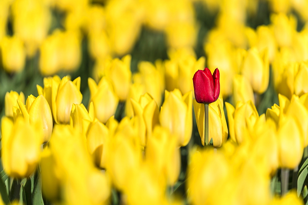 Single red tulip in a field of yellow tulips, Yersekendam, Zeeland province, Netherlands, Europe