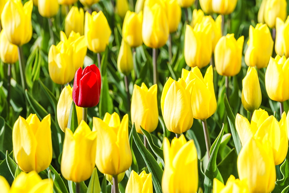 Single red tulip in a field of yellow tulips, Yersekendam, Zeeland province, Netherlands, Europe