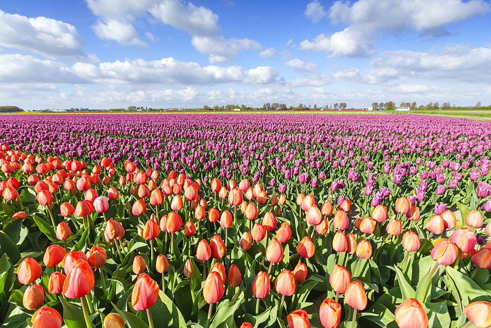 Orange and pink tulips in a field, Yersekendam, Zeeland province, Netherlands, Europe