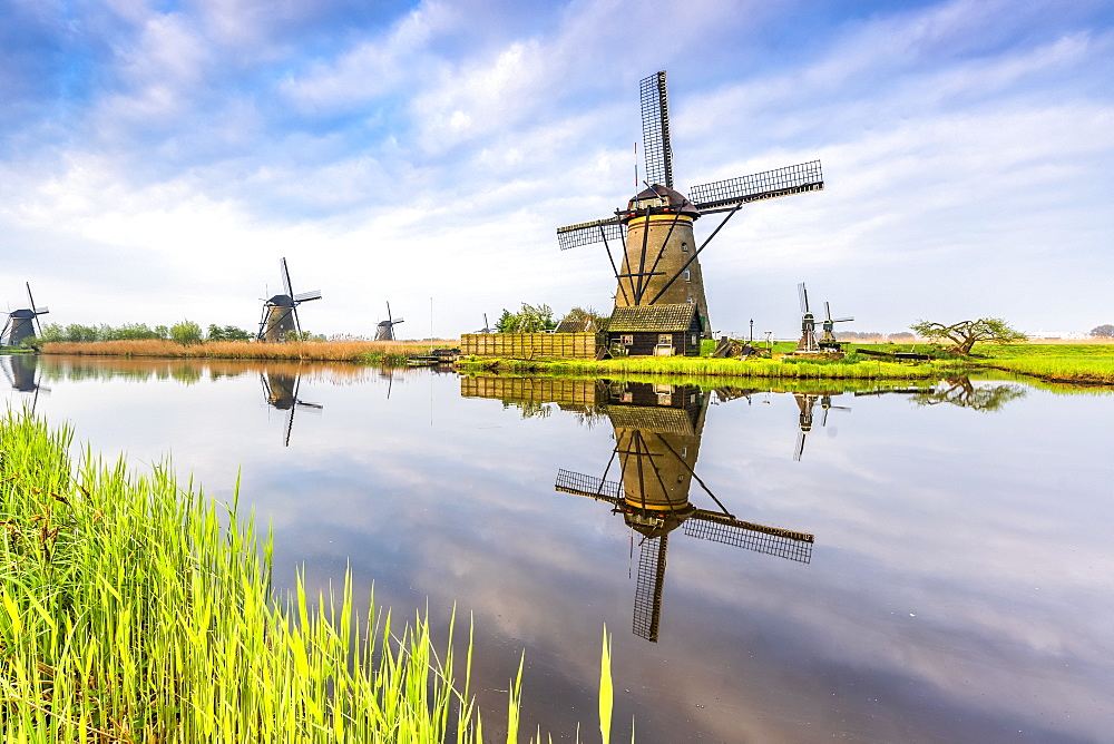 Windmills reflection on the canal and grass in the foreground, Kinderdijk, UNESCO World Heritage Site, Molenwaard municipality, South Holland province, Netherlands, Europe