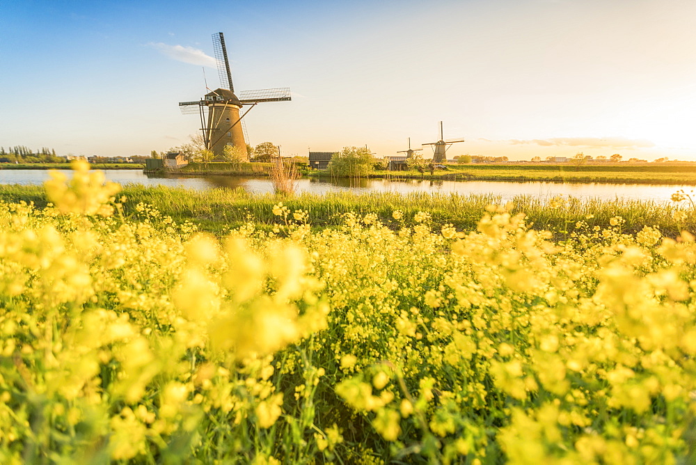 Golden light over the windmills with yellow flowers in the foreground, Kinderdijk, UNESCO World Heritage Site, Molenwaard municipality, South Holland province, Netherlands, Europe