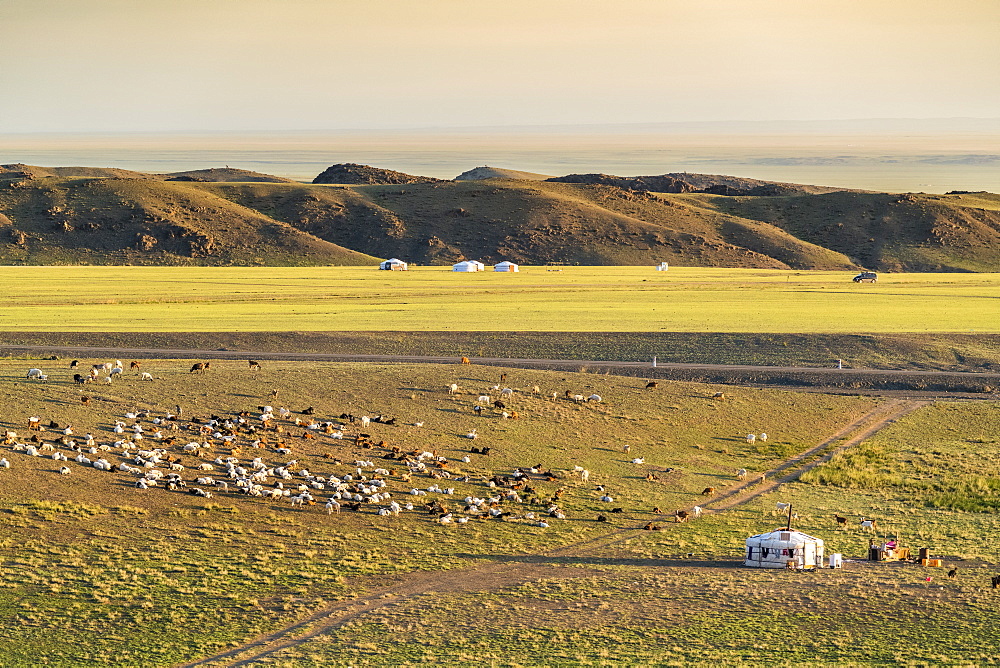 Nomadic camp and livestock, Bayandalai district, South Gobi province, Mongolia, Central Asia, Asia