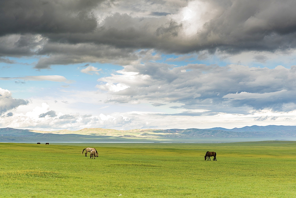 Horses grazing on the Mongolian steppe under a cloudy sky, South Hangay, Mongolia, Central Asia, Asia