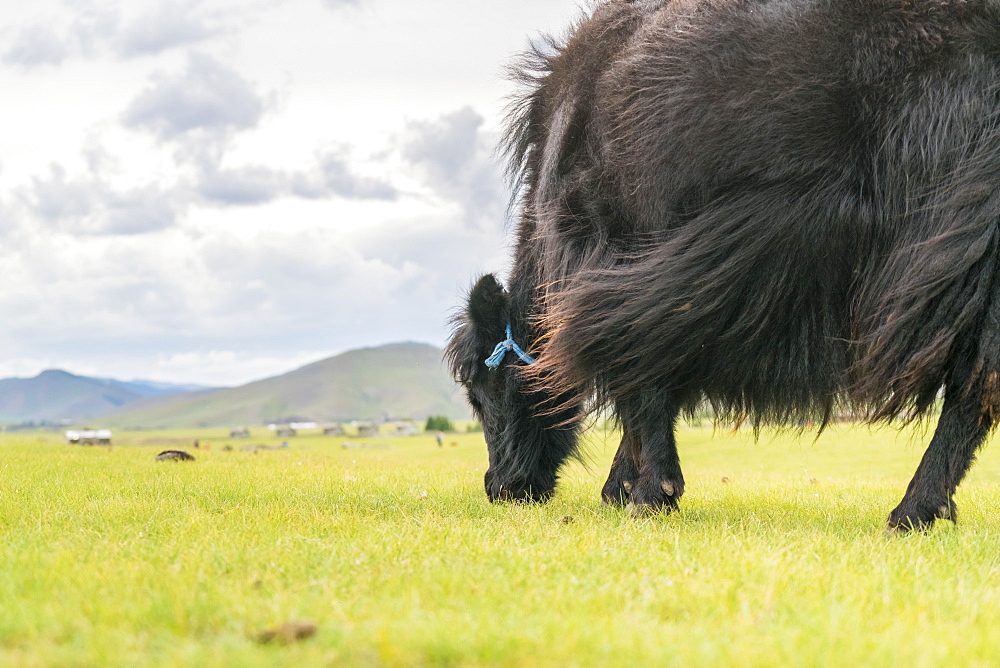 Yak grazing, Orkhon valley, South Hangay province, Mongolia, Central Asia, Asia