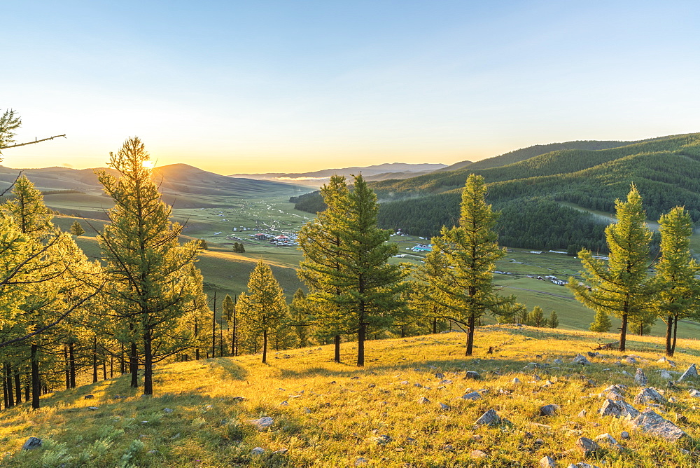 Fir trees in the morning light above Tsenkher Hot Springs, North Hangay province, Mongolia, Central Asia, Asia