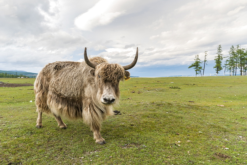 Yak on the shores of Hovsgol Lake, Hovsgol province, Mongolia, Central Asia, Asia