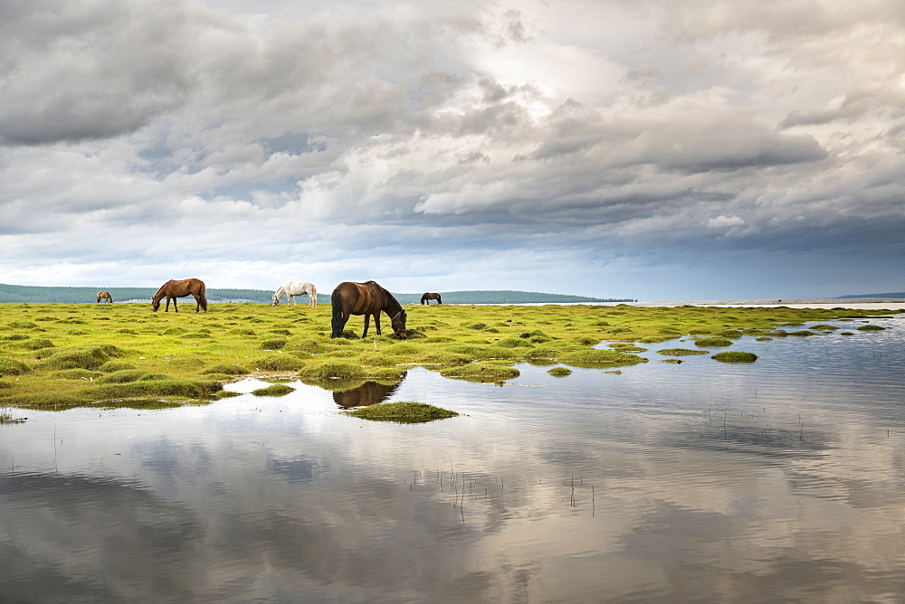 Horses grazing on the shores of Hovsgol Lake, Hovsgol province, Mongolia, Central Asia, Asia