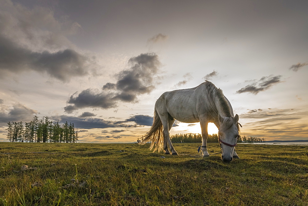 Horse grazing on the shores of Hovsgol Lake at sunset, Hovsgol province, Mongolia, Central Asia, Asia