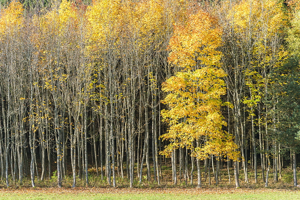 Forest of beech trees in autumnal colours, Heinstetten, Baden-Wurttemberg, Germany, Europe