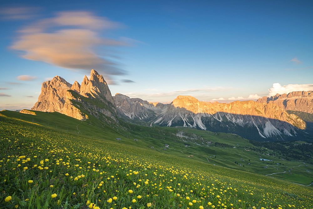 Field of globeflowers by Seceda mountain in Ortisei, Italy, Europe