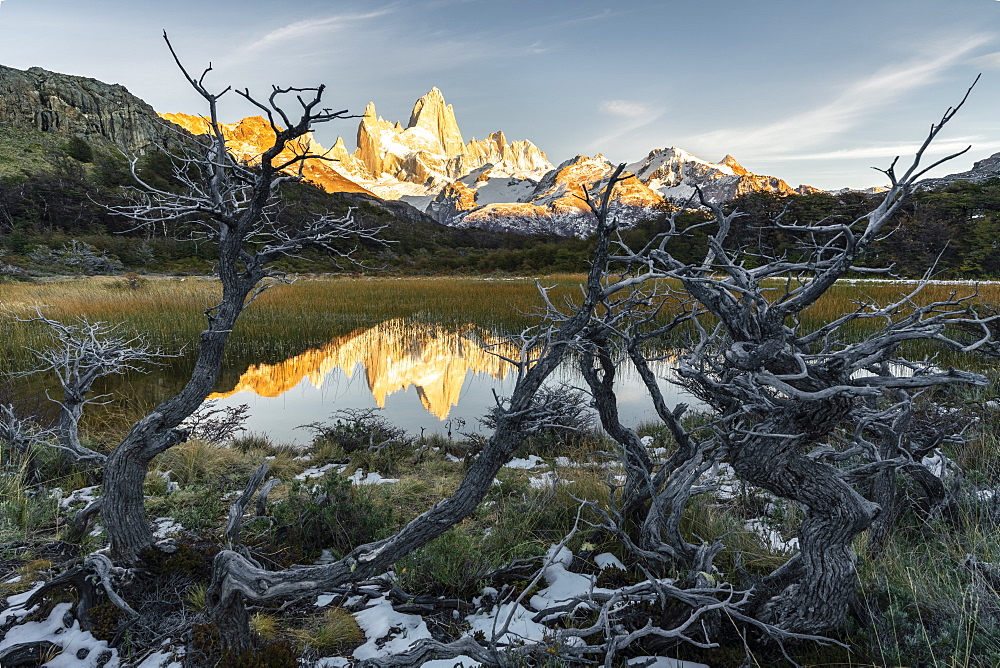 Fitz Roy reflection at dawn from Mirador Fitz Roy, with trees in the foreground, El Chalten,, Los Glaciares National Park, UNESCO World Heritage Site, Santa Cruz province, Argentina, South America