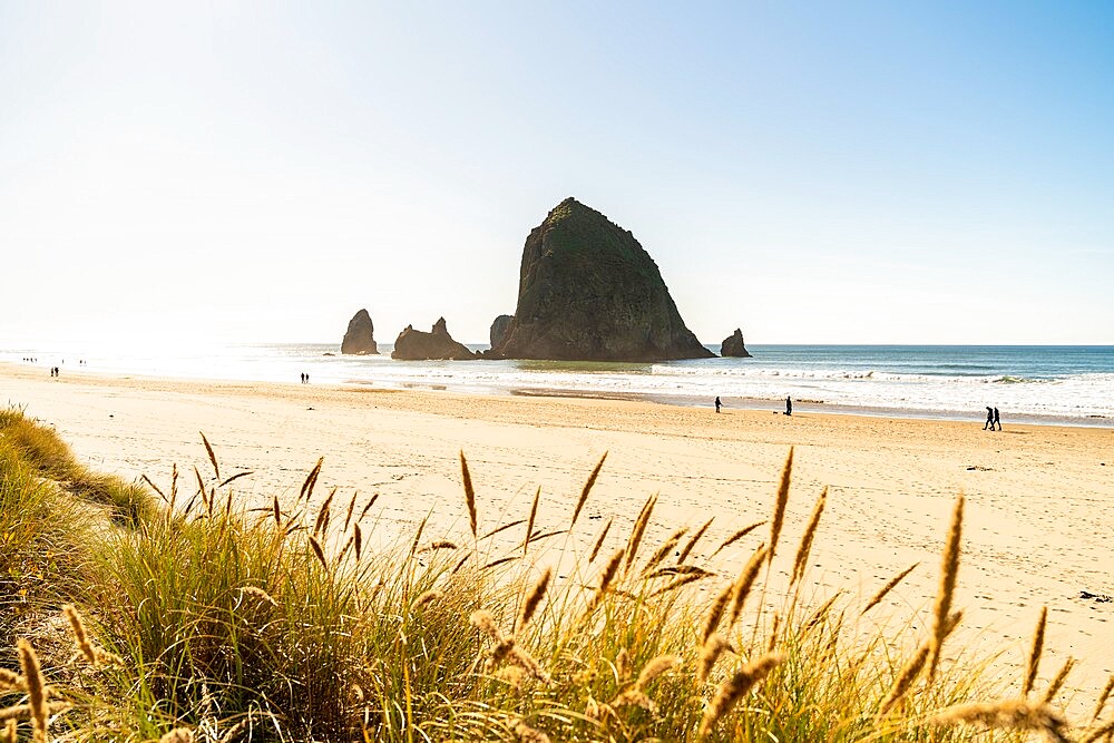 Haystack Rock and The Needles, with Gynerium spikes in the foreground, Cannon Beach, Clatsop county, Oregon, United States of America, North America