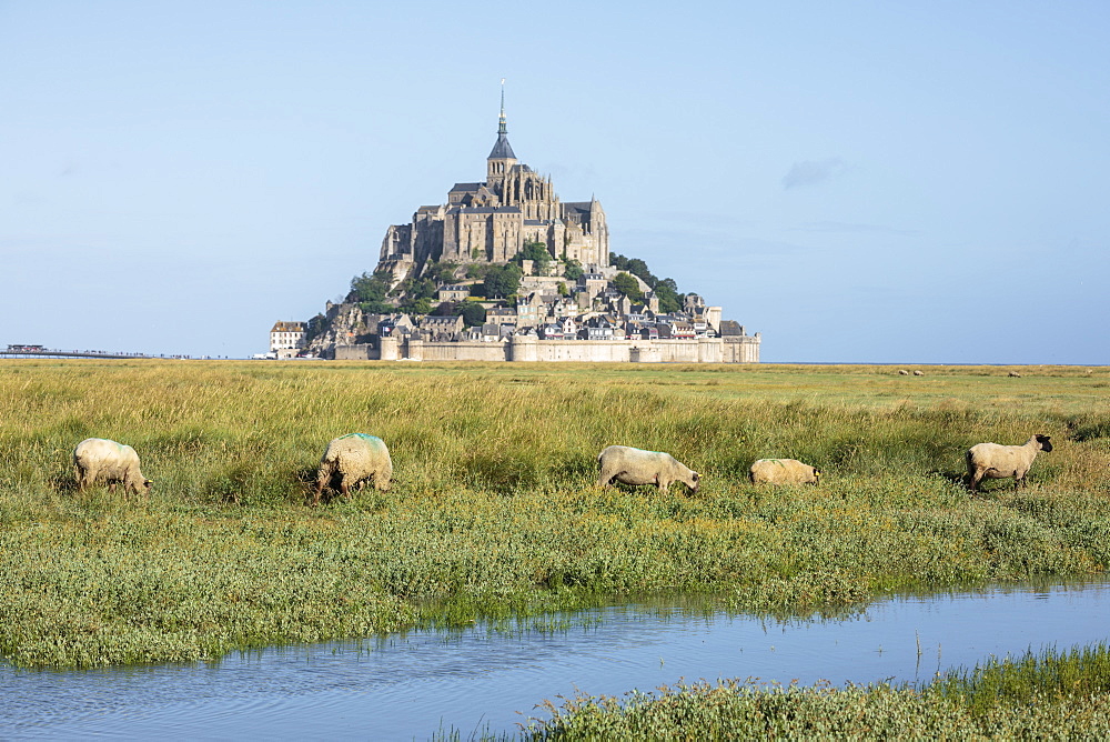 Sheep grazing with the village in the background, Mont-Saint-Michel, UNESCO World Heritage Site, Normandy, France, Europe