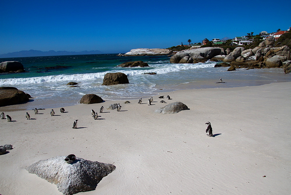 The African penguin colony on Boulder's Beach, Cape Town, South Africa, Africa