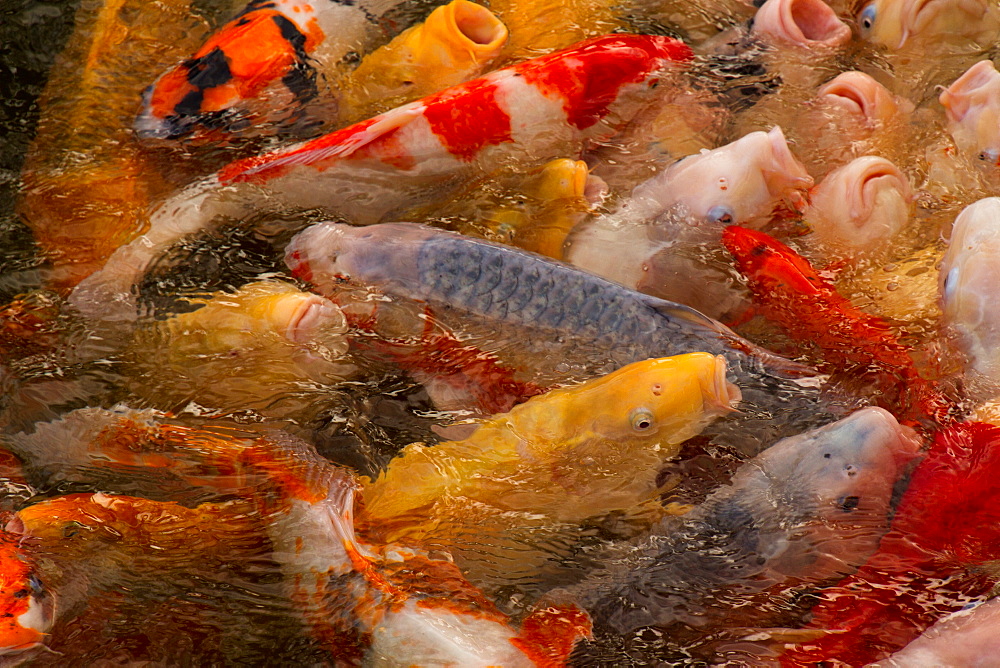 Koi carp of the Shukkei-en gardens, Hiroshima, Japan, Asia