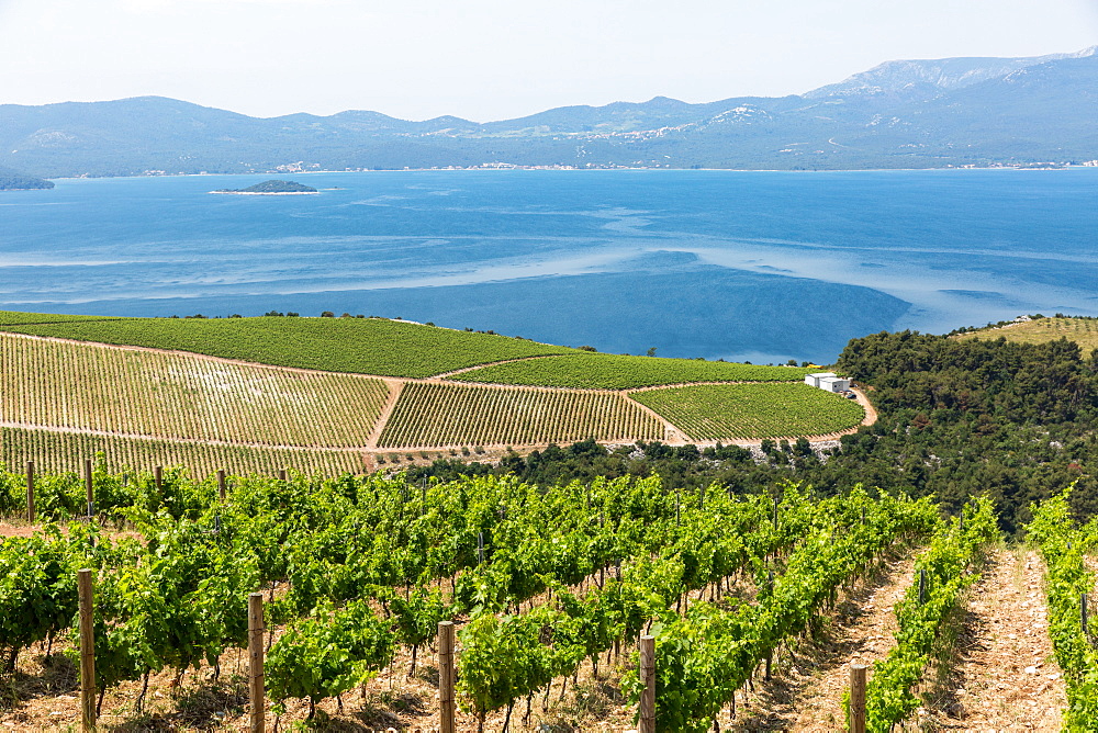 Coastal winery on the hills of the Dalmatian Coast, Croatia, Europe