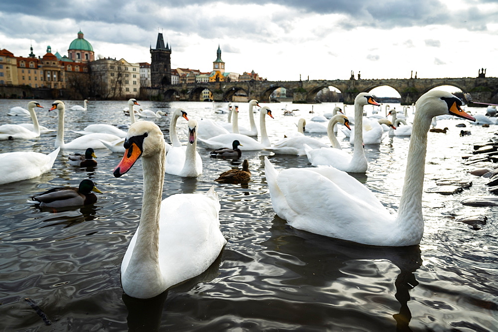 Swans gather on the banks of the Vltava river with Charles Bridge in the background, Prague, Czech Republic, Europe