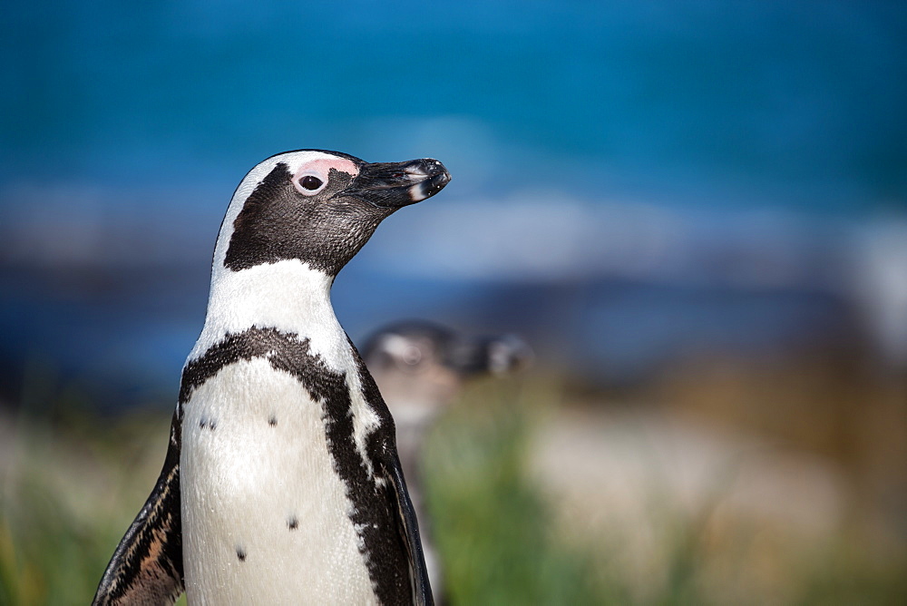 African penguin (jackass penguin) (Spheniscus demersus), Boulders Beach. Boulders Penguin Colony, Simon's Town, Cape Peninsula, South Africa, Africa