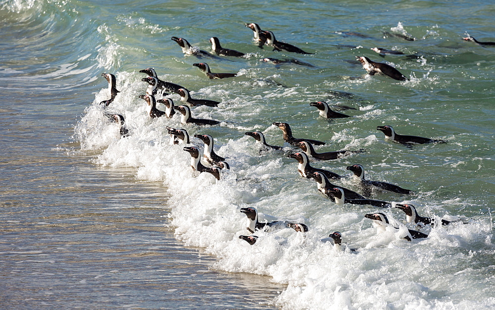 Penguins swimming in on the tide at Boulders Beach, Boulders Penguin Colony, Simon's Town, Cape Peninsula, South Africa, Africa