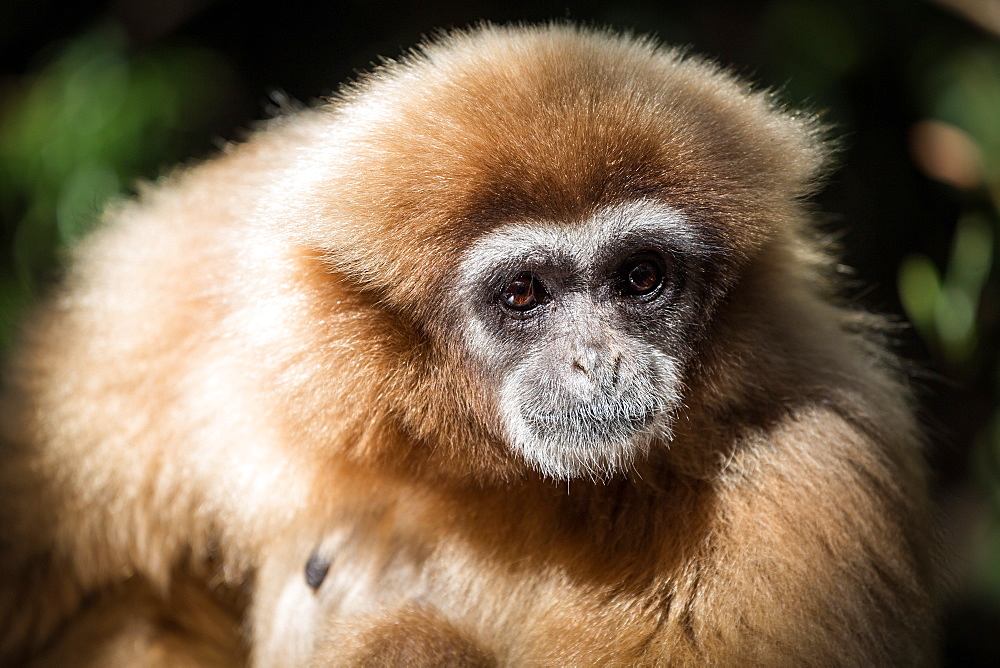 Female Gibbon at Monkeyland Primate Sanctuary in Plettenberg Bay, South Africa. Africa