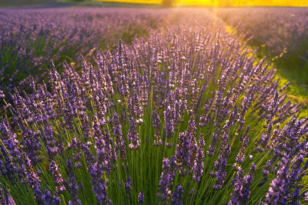 Lavender fields at sunset, Corinaldo, Marche, Italy, Europe