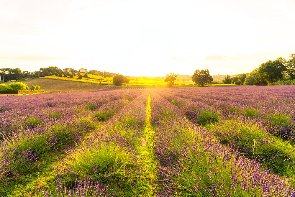 Lavender fields at sunset, Corinaldo, Marche, Italy, Europe