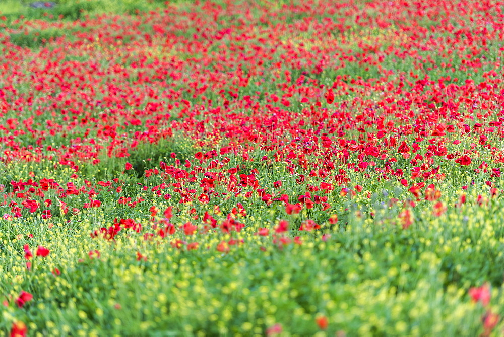 Poppies blooming in the fields, Umbertide, Umbria, Italy, Europe