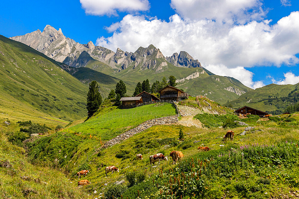 Cows and mountain hut in summer, Aurina Valley, Dolomites, South Tyrol, Italy, Europe