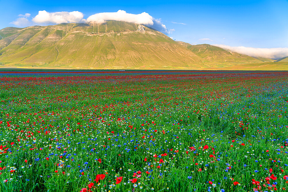 Flowers blooming on Piano Grande di Castelluccio di Norcia plateau, Sibillini Mountain range, Apennines, Umbria, Italy, Europe