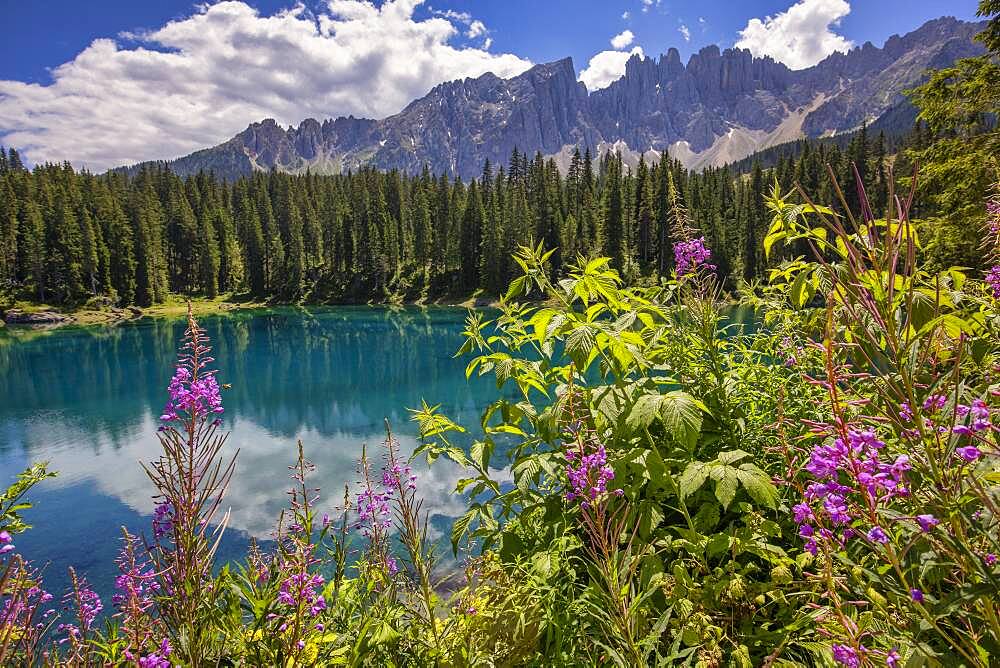 Latemar mountain range reflected in Lake Carezza (Karersee) in summer, South Tyrol, Dolomites, Italy, Europe