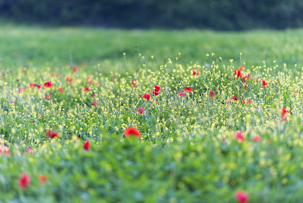 Poppies blooming in the fields, Umbertide, Umbria, Italy, Europe