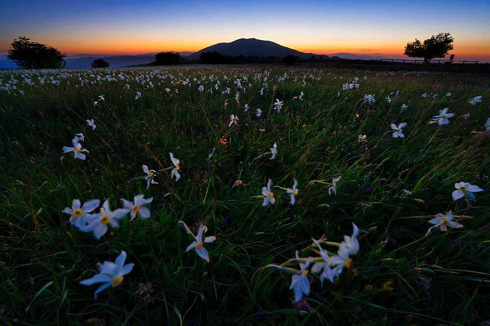 Flowers blooming on Mount Petrano by night, Apennines, Marche, Italy, Europe