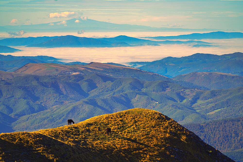 Horses at sunrise, Mount Acuto, Apennines, Umbria, Italy, Europe